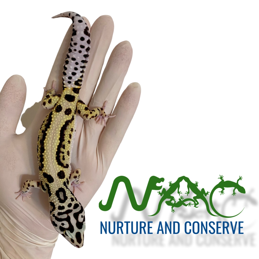 Extreme Bold Leopard Gecko by Nurture and Conserve