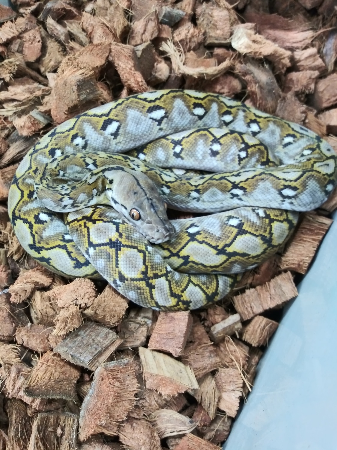 100% Superdwarf Kalatoa Reticulated Python by Beast Morphs