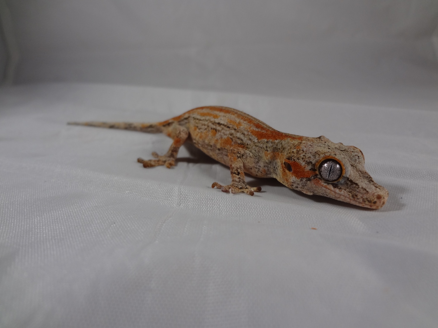 Orange Base Red Stripe Gargoyle Gecko by AO Geckos