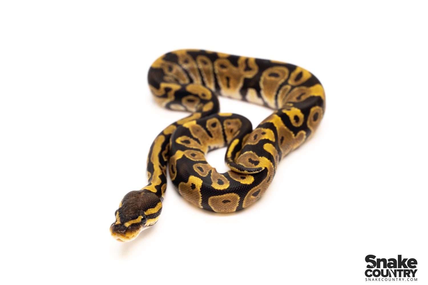 Cypress Ball Python by Snake Country1