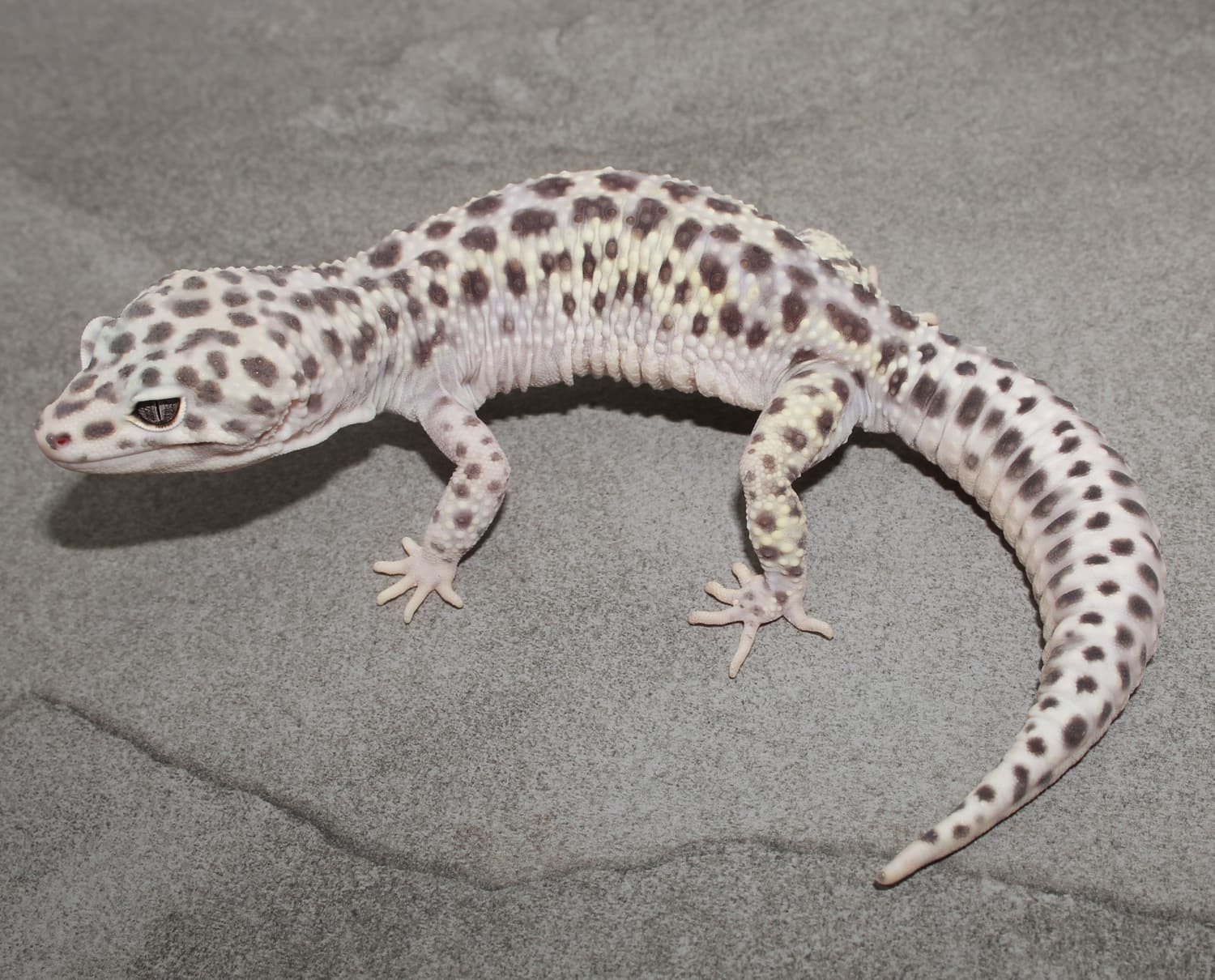 Gem Snow Leopard Gecko by Impeccable Gecko