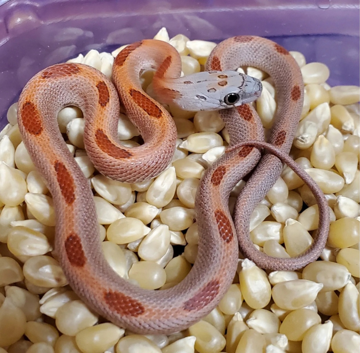 Sunkissed Stripe by Low Belly Reptiles