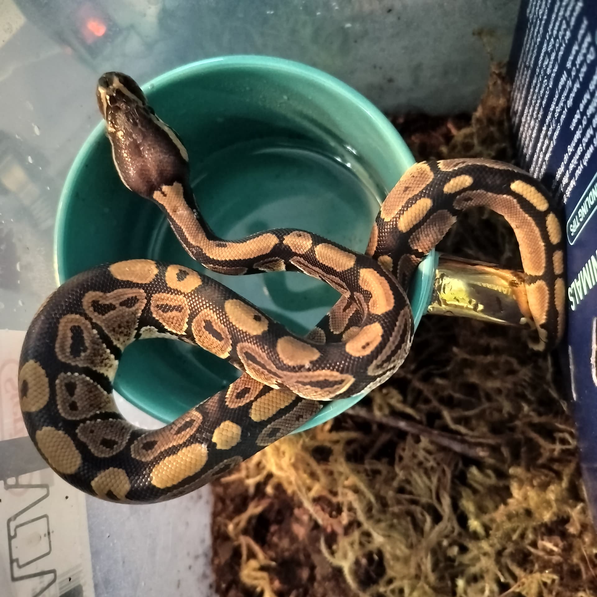Just wondering the morph - Ball Pythons - MorphMarket Reptile Community