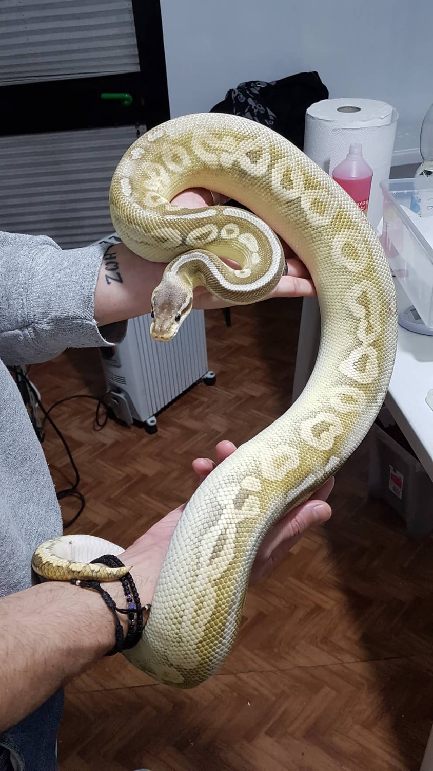 Epic Sterling Mojave Het Ghost Ball Python by The-snakes Garage