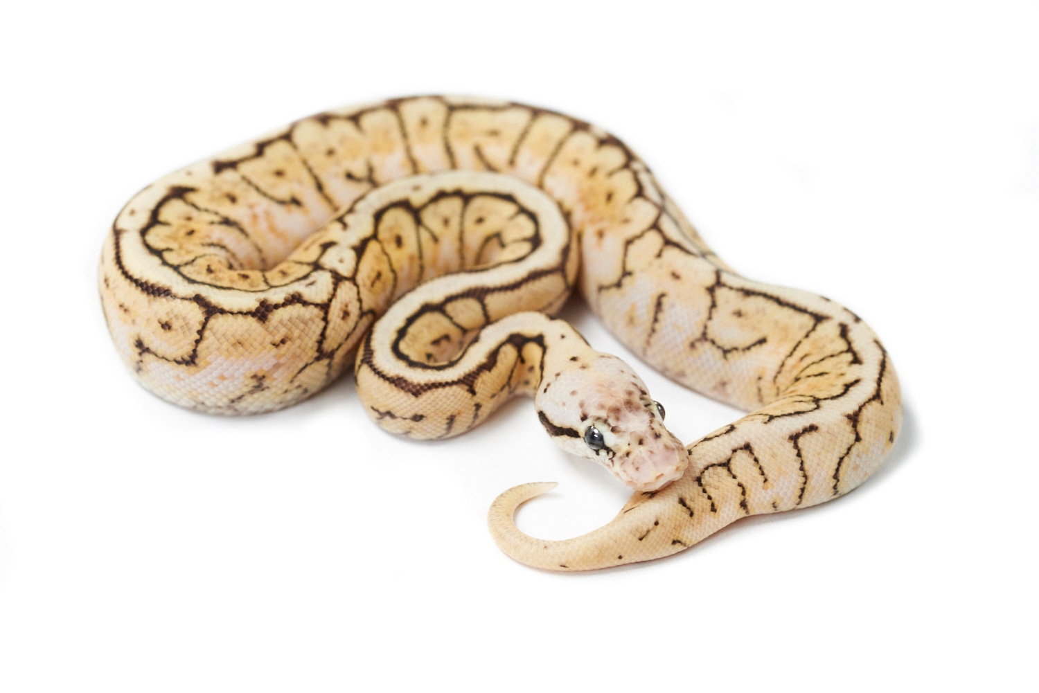 Bumblebee Pinstripe Special Pos Het Monsoon Ball Python by Mutation Creation