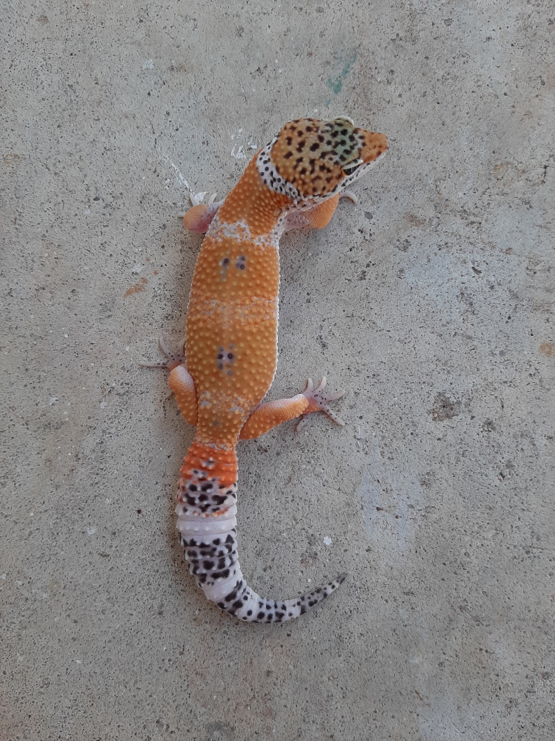 Black Night/Black Pearl/Charcoal/Inferno/Red Stripe Mack Snow Cross Ph Murphy Patternless Leopard Gecko by Scaled Art Reptiles