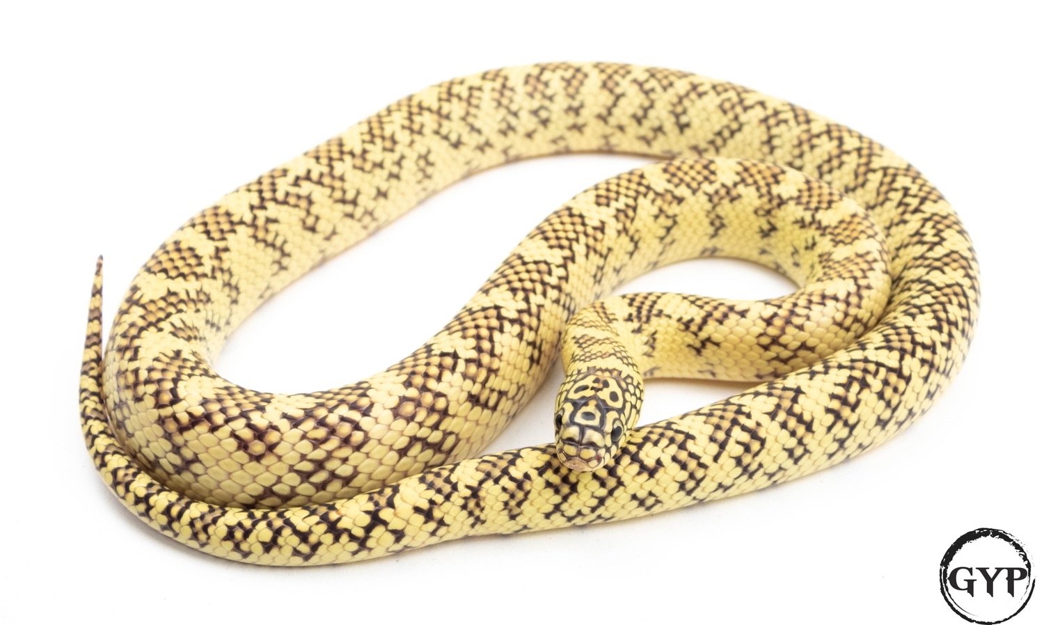 HyperXanthic Florida Kingsnake by Gopher Your Pet