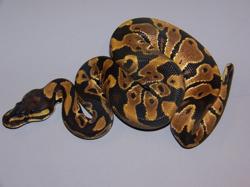 Sulfur Ball Python by Taylor Made Morphs