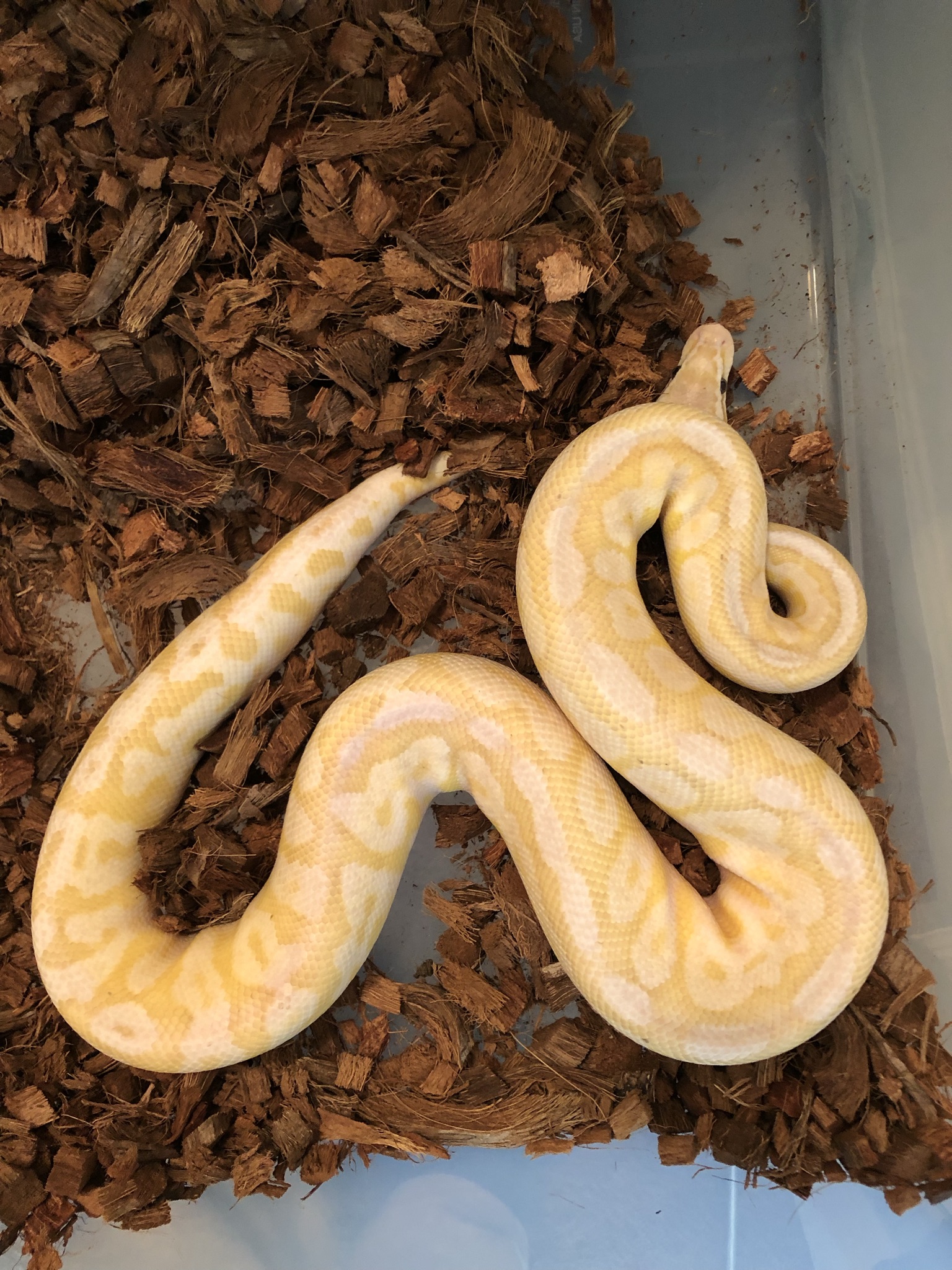 Rapid Weight Loss Ball Pythons MorphMarket Reptile Community