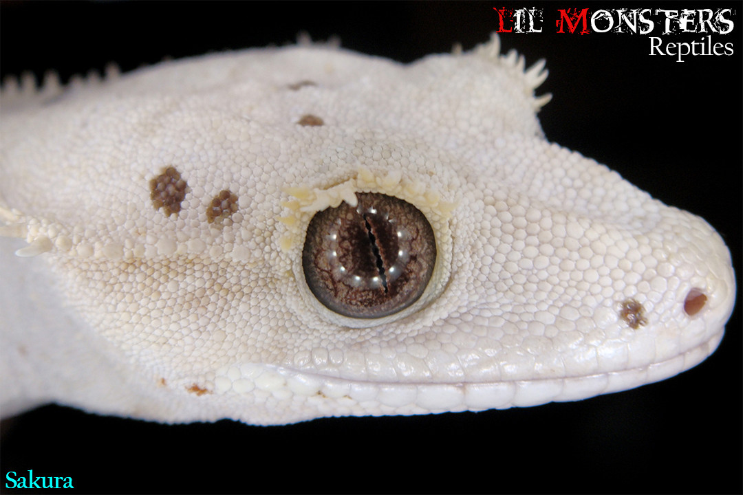 Sakura the Cream Crested Gecko by LIL MONSTER REPTILES