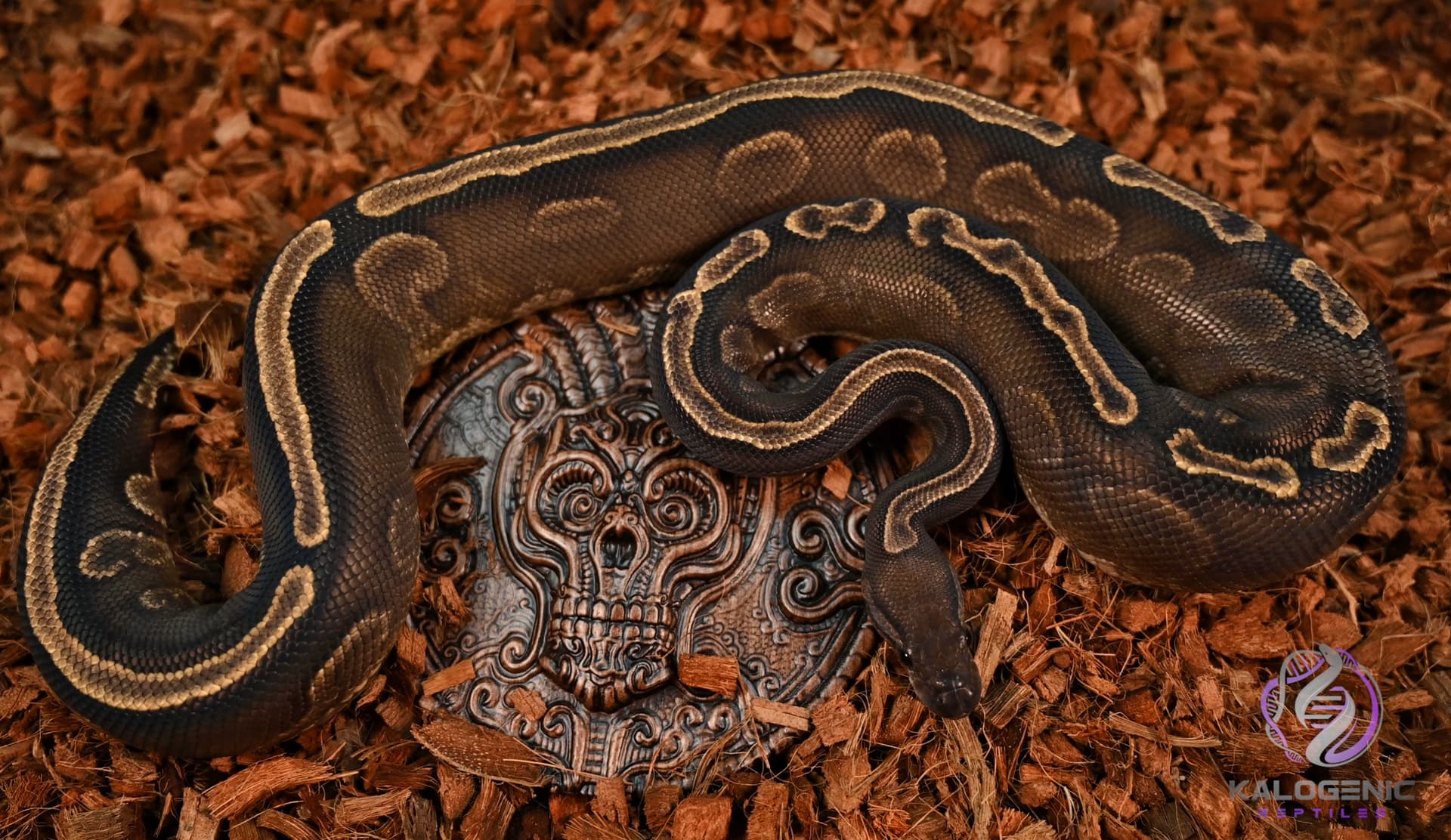 Gorgeous Ball Python Gorgeous ♀️ GHI Cinni het. Pied - Ball Pythons - MorphMarket Reptile ...