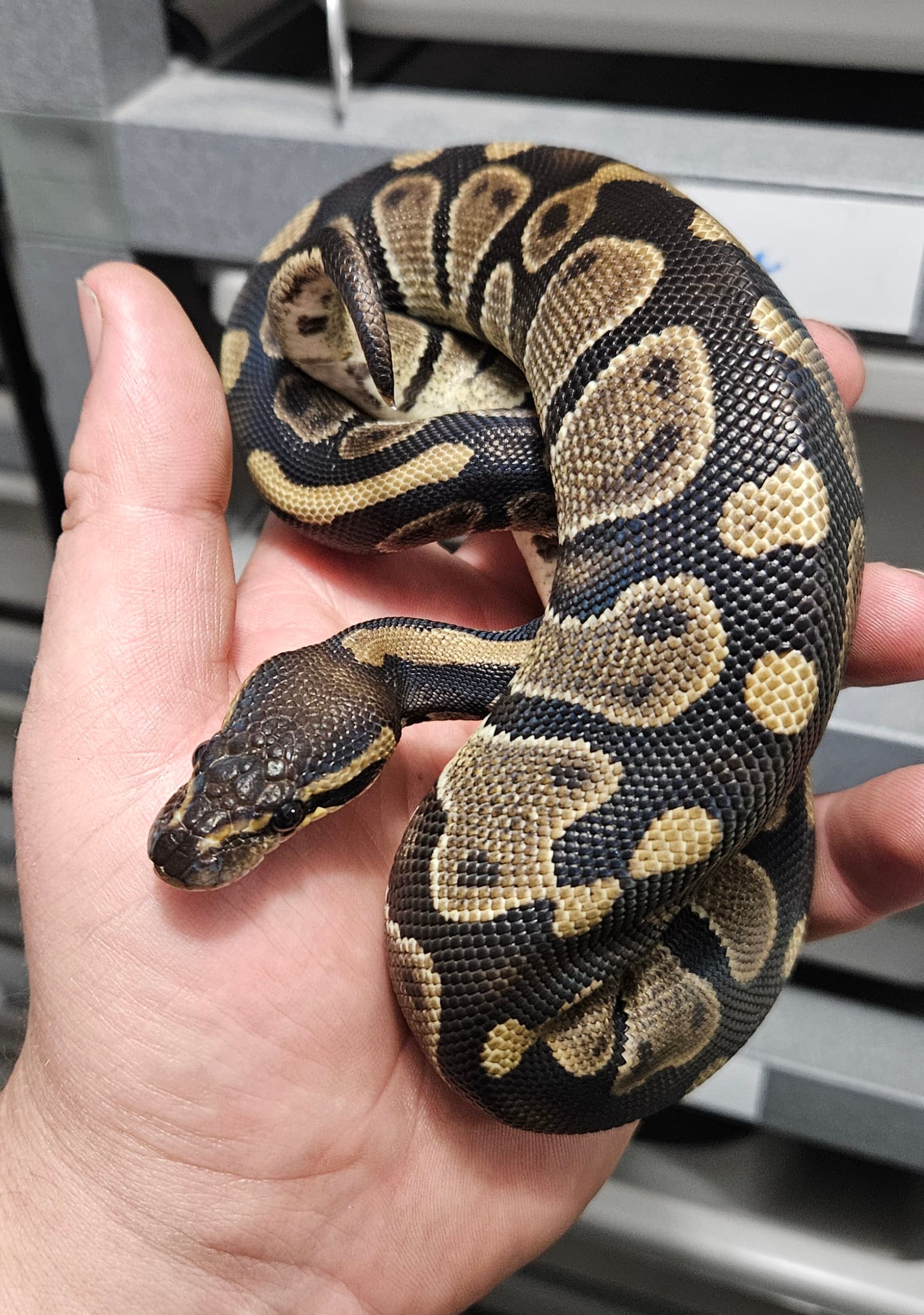 Ball Python Head Scales - Ball Pythons - MorphMarket Reptile Community