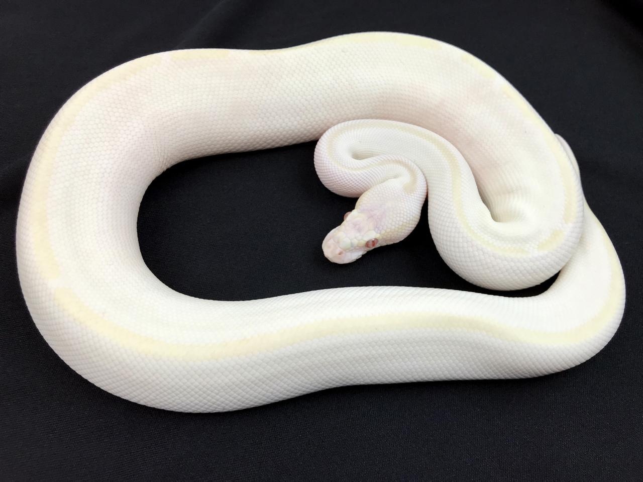 Lavender Butter Mystic Ball Python by Royal Constrictor Designs