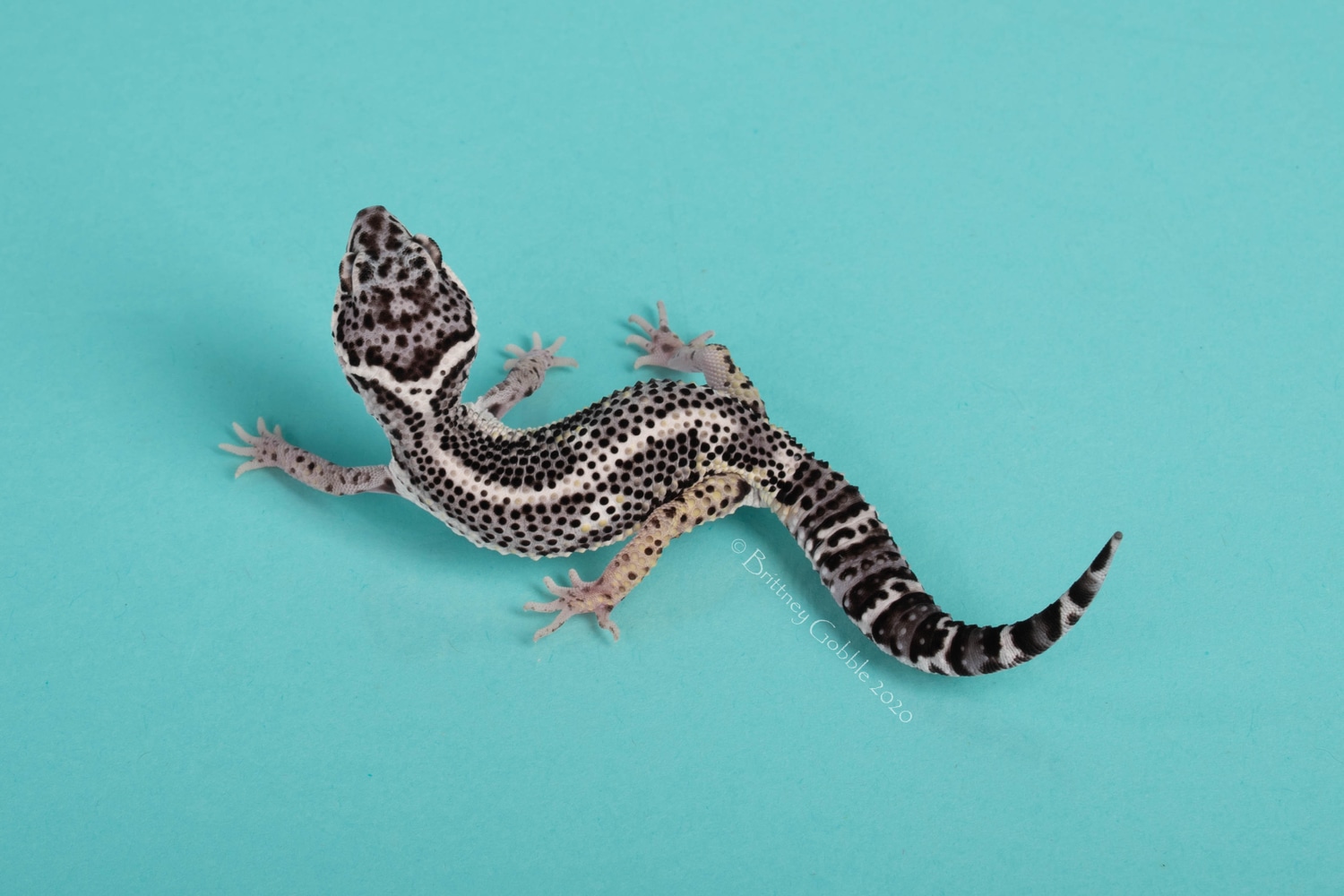 Black Night Snow Lemon Frost PH T. Albino LG200604IM2 Leopard Gecko by Gobble’s Reptiles