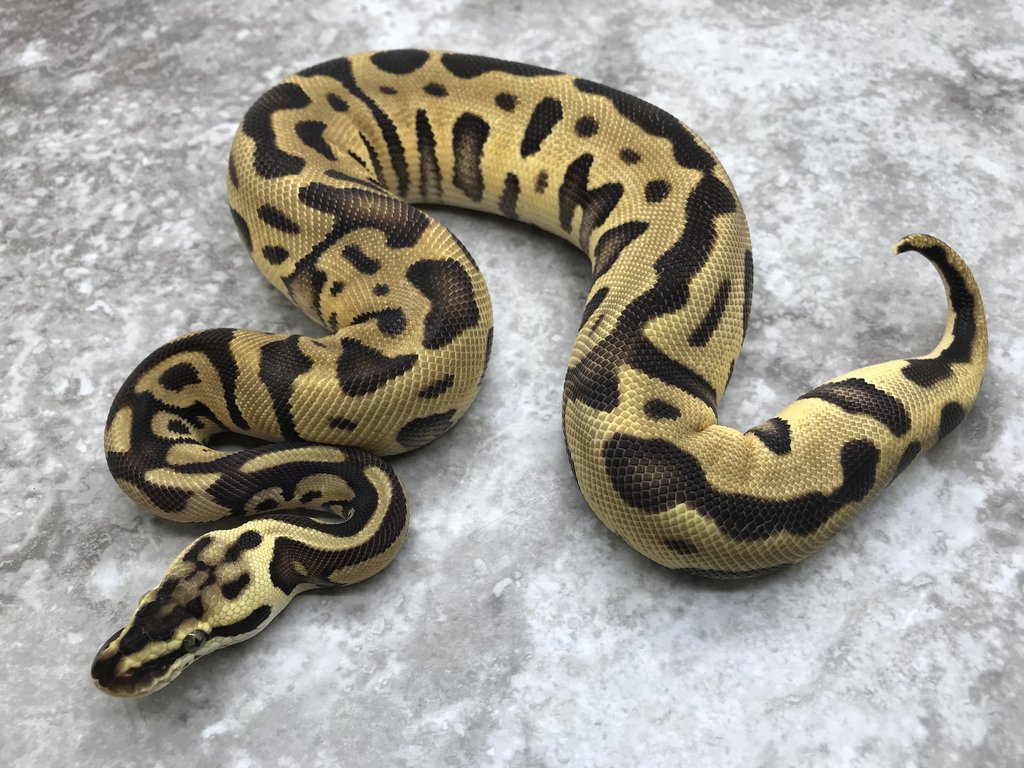 which is the best humid reader for ball pythons enclosure? 1 saw this one  but I wasn't sure if it was a. good brand : r/ballpython