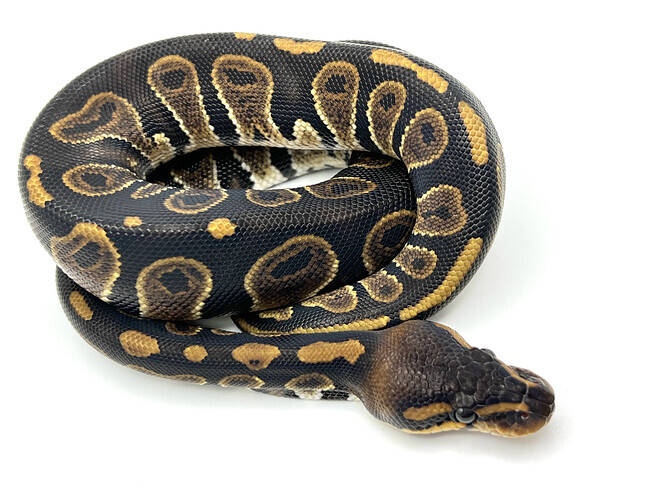 Shadow by Southern Star Reptiles