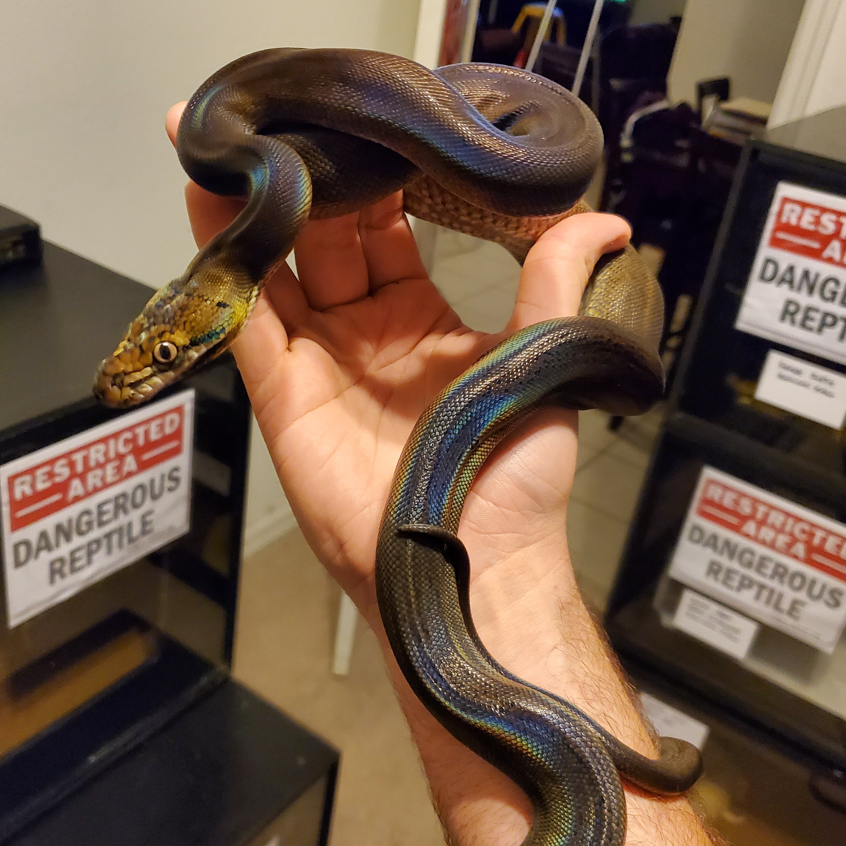 Super Goldenchild Reticulated Python by Rat man