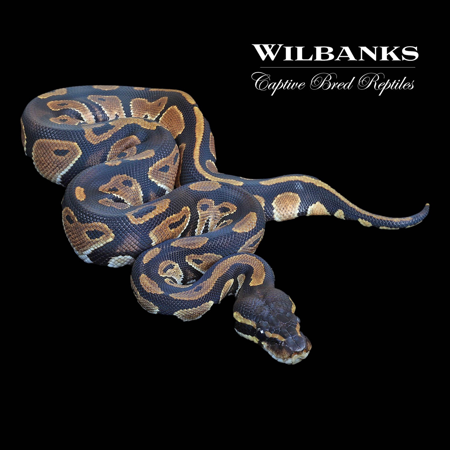 Blackhead Ball Python by Wilbanks Captive Bred Reptiles