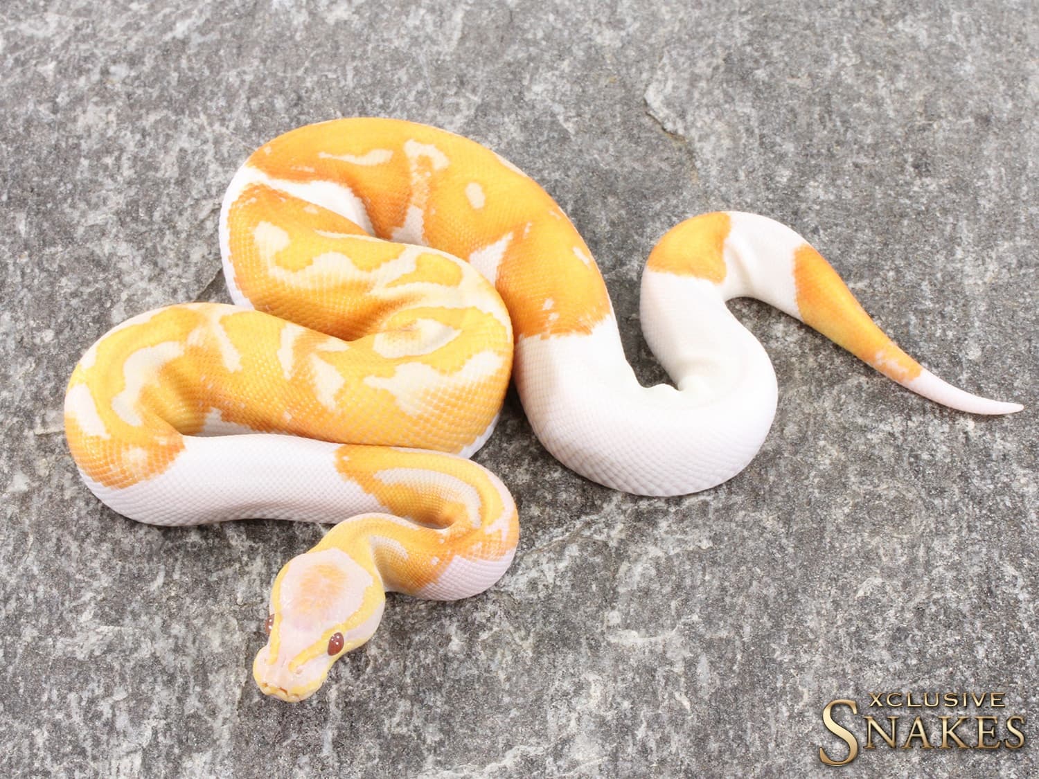Black Head Dreamsicle Ball Python by Xclusive Snakes