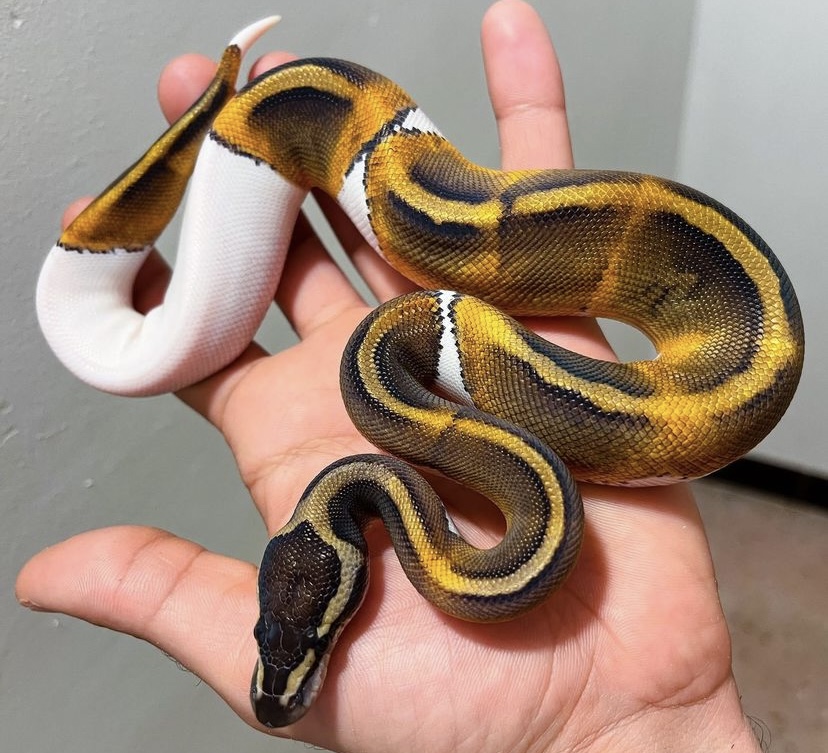 Morph ID - GHI Pied - Ball Pythons - MorphMarket Reptile Community