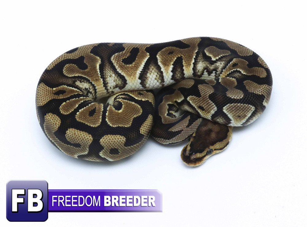 Cryptic Ball Python by Freedom Breeder
