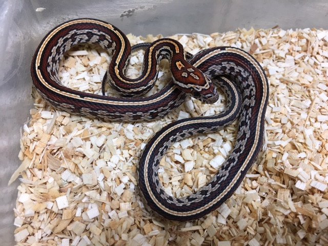 Tessera Corn Snake by BHB Reptiles
