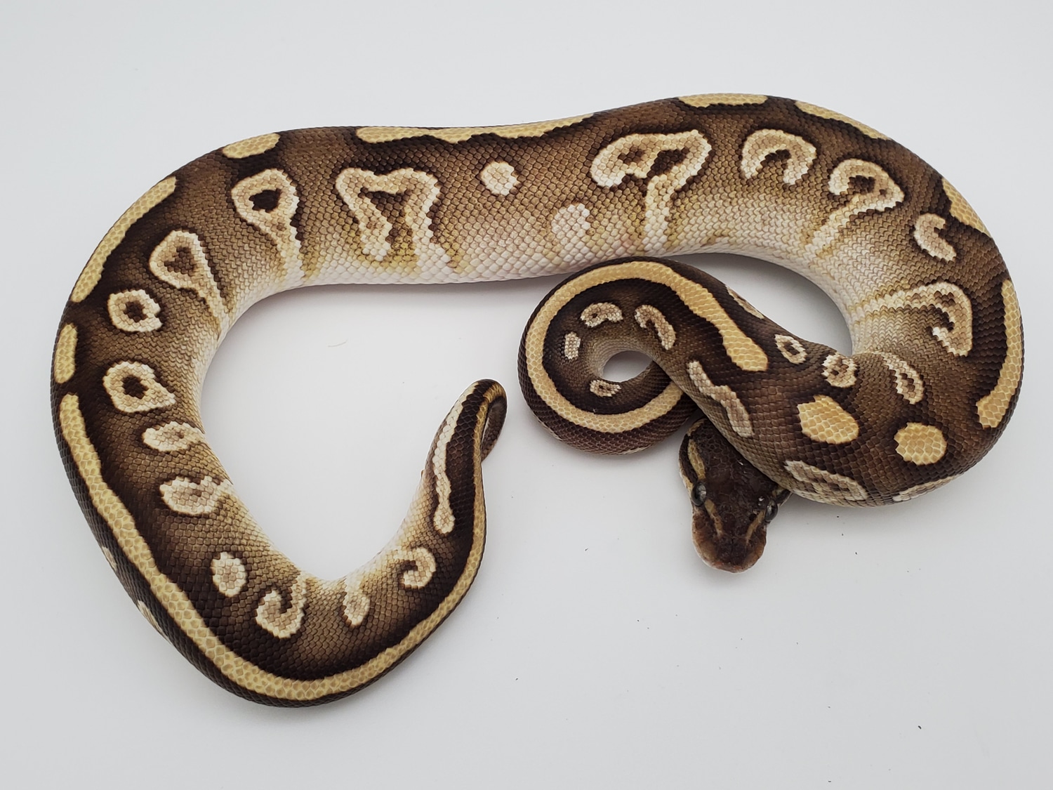 Rain Mojave Ball Python by Ken Macek Reptiles