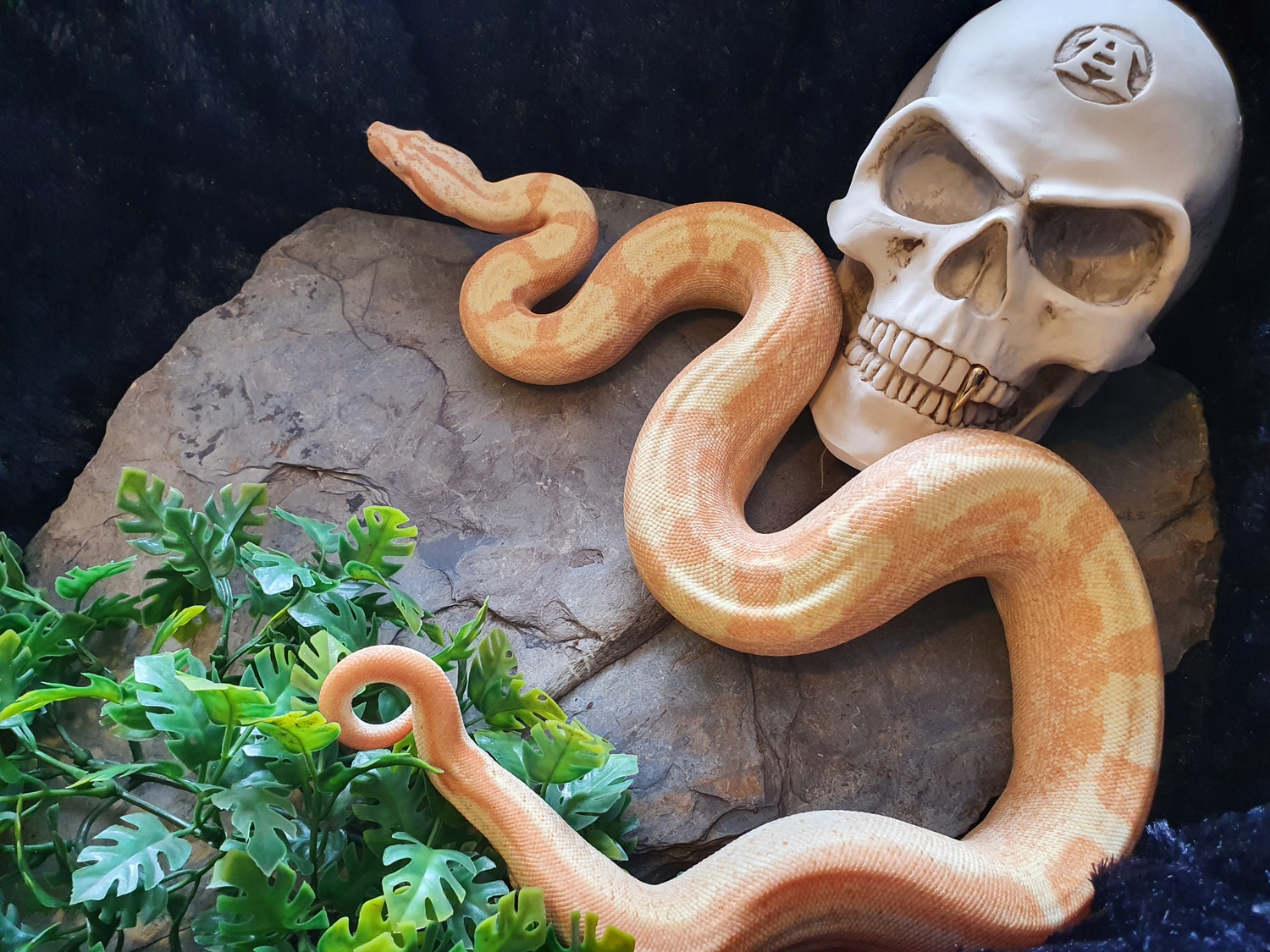 Sunglow Motley Jungle Poss Anery Boa Constrictor by SchlangenSchuppen