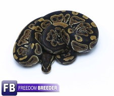 Nanny Ball Python by Freedom Breeder