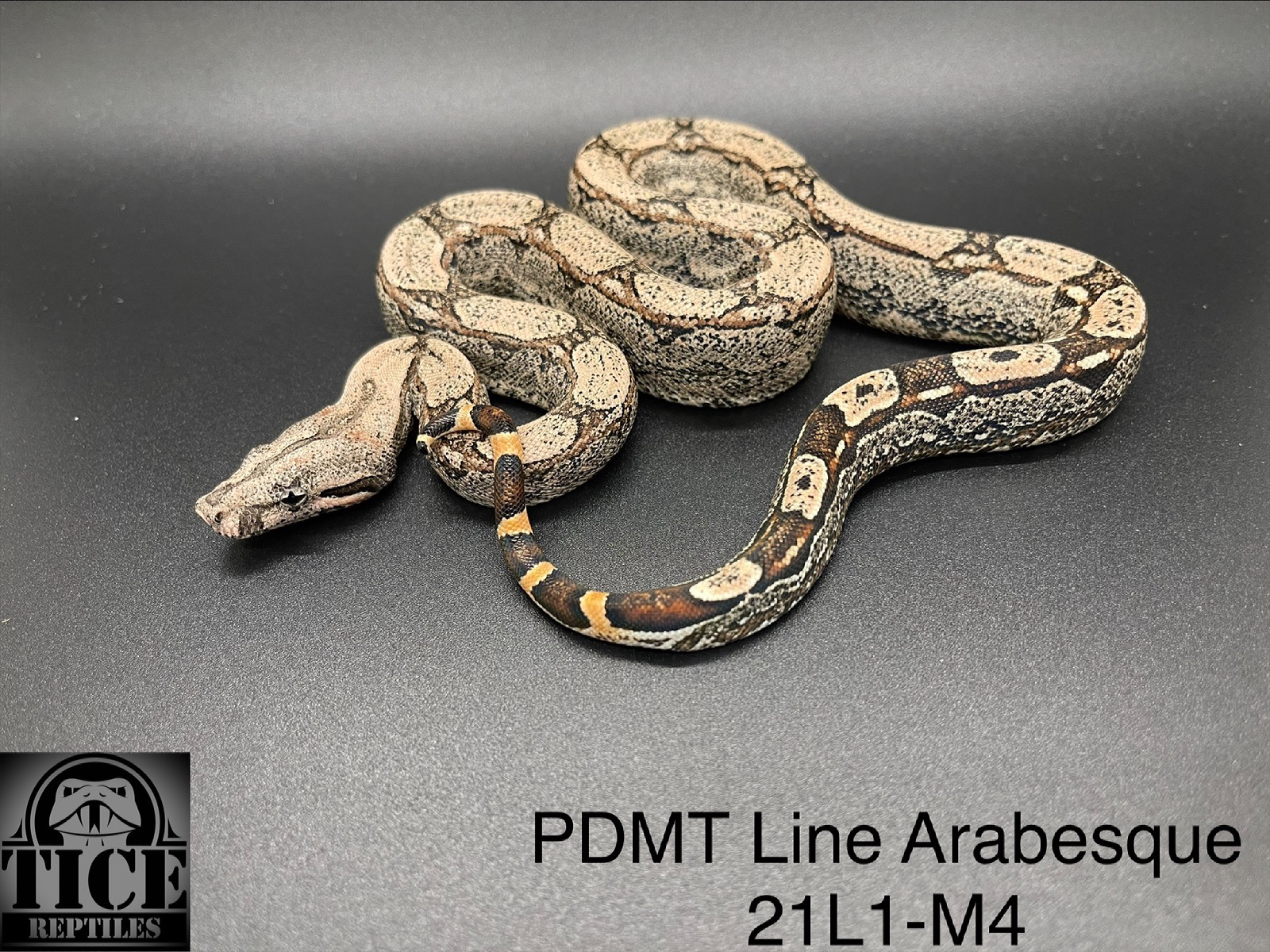 Arabesque Boa Constrictor by Tice Reptiles