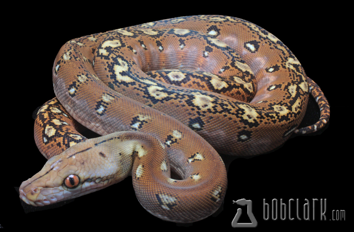 Phantom Reticulated Python by Bob Clark Reptiles