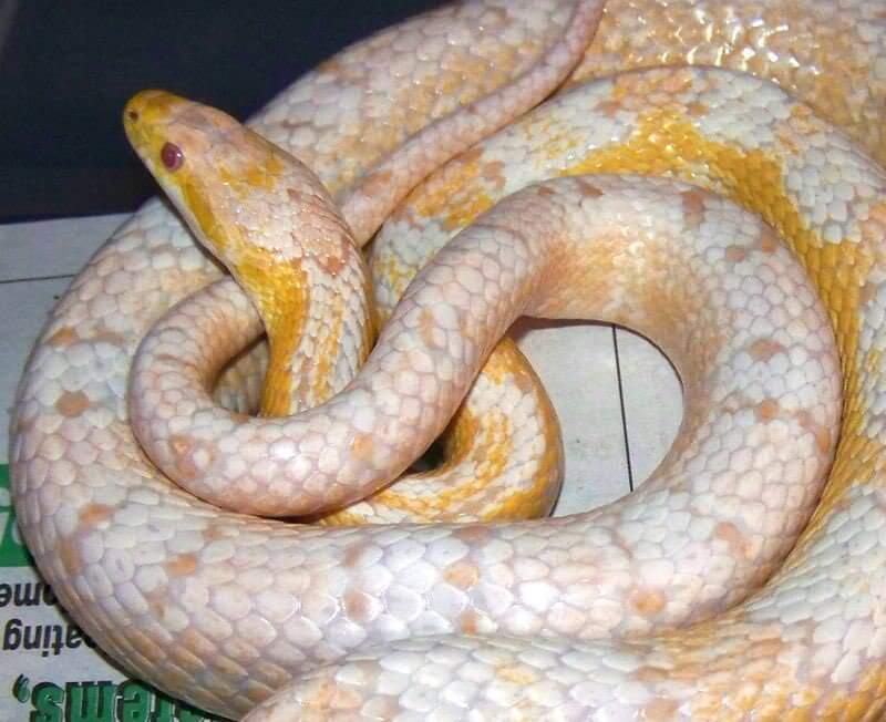 TS Snow by Arundel Reptiles