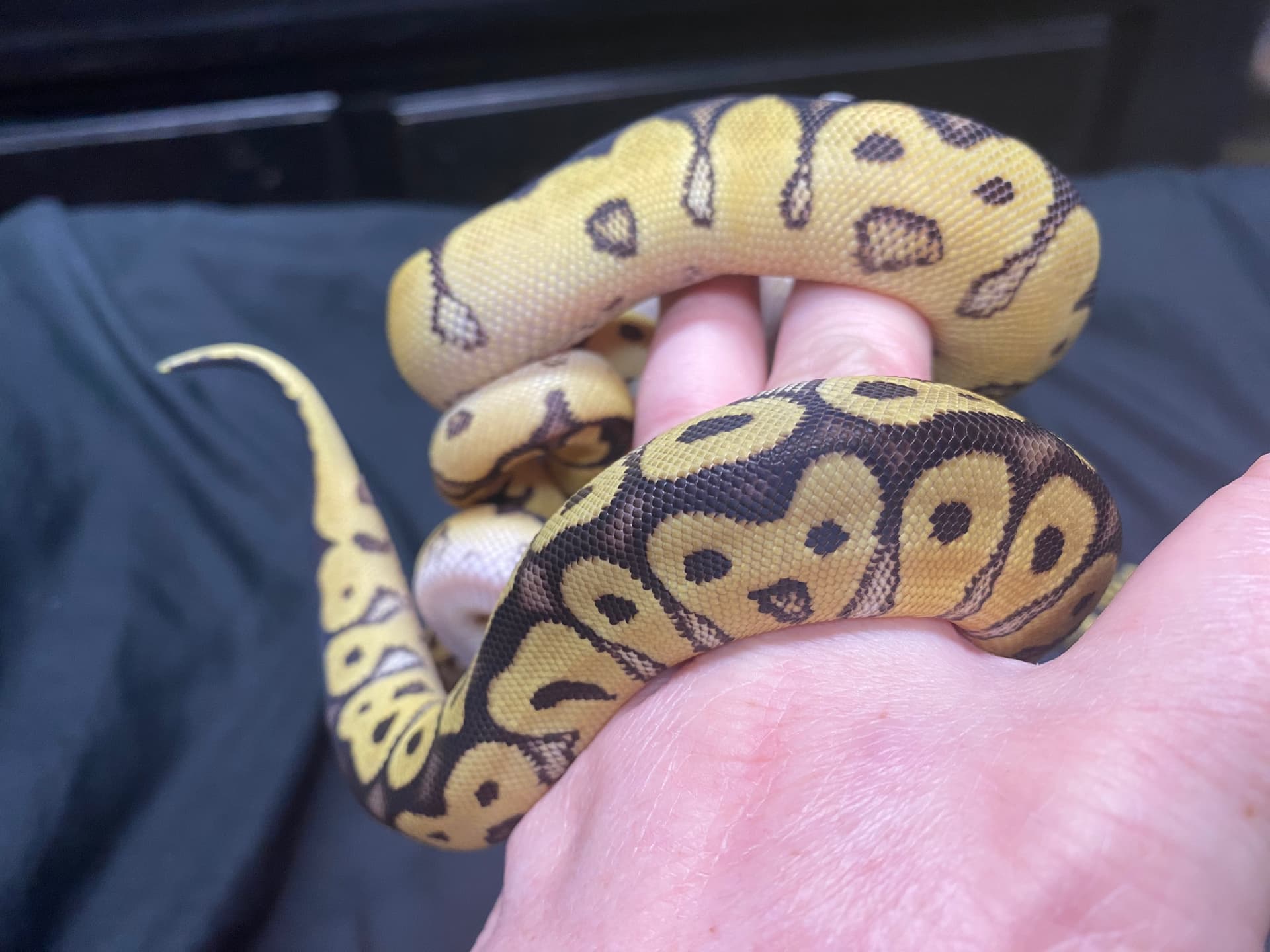 Confused about one of my new hatchlings - Ball Pythons - MorphMarket ...