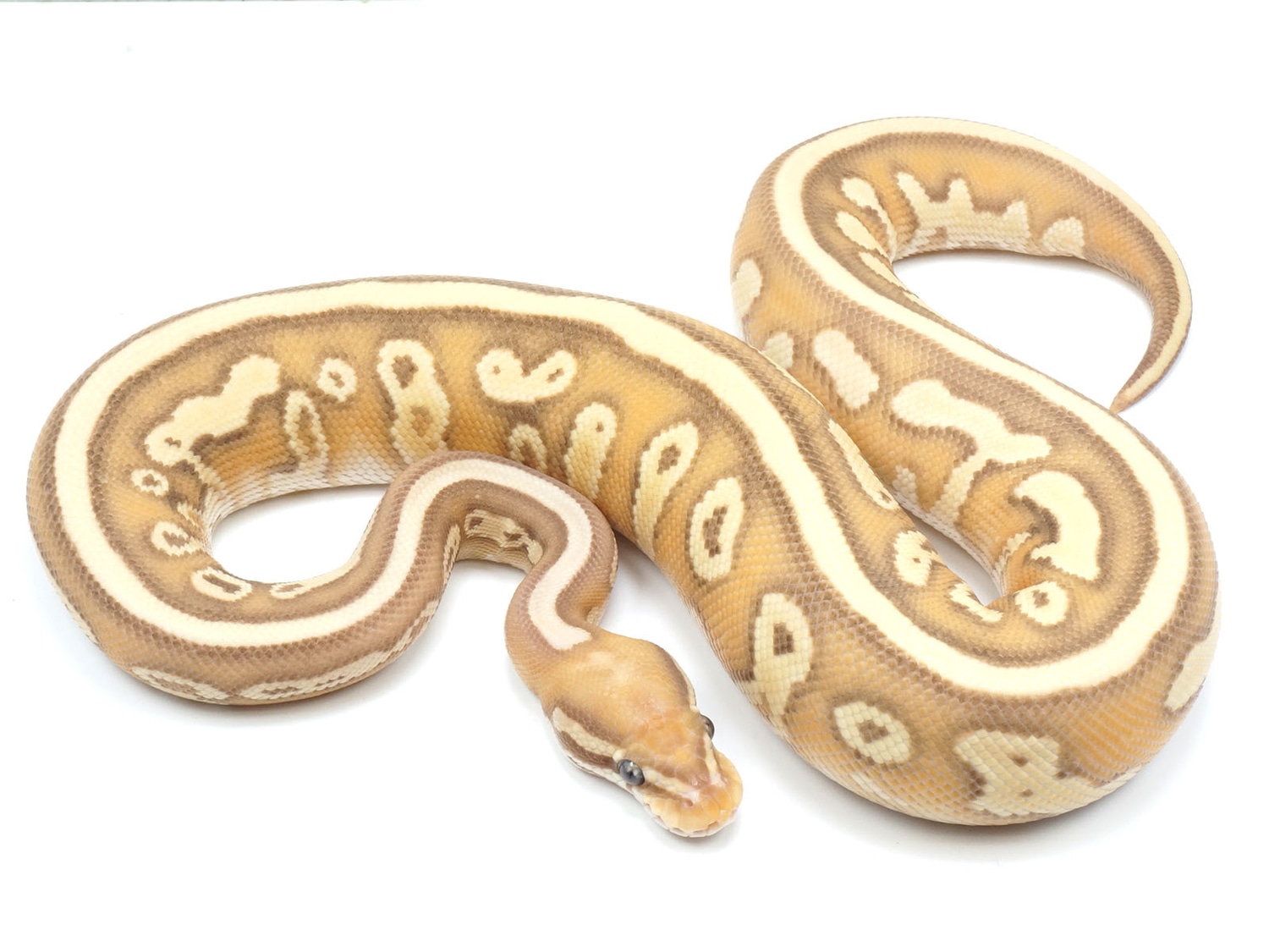 Coral Glow Lesser Malum EMG Ball Python by New England Reptile Distributors