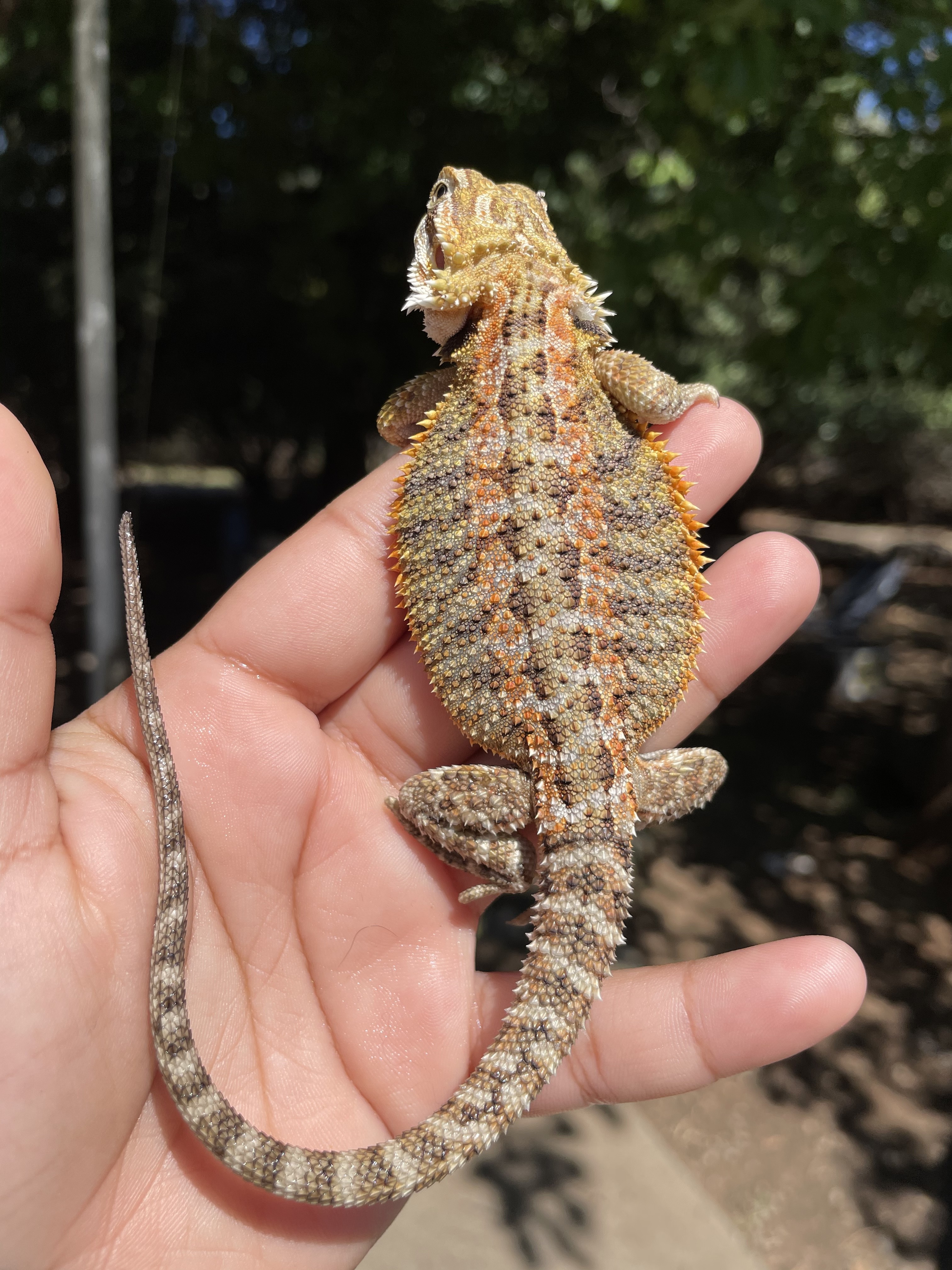 Normal Central Bearded Dragon by Killer Clutches