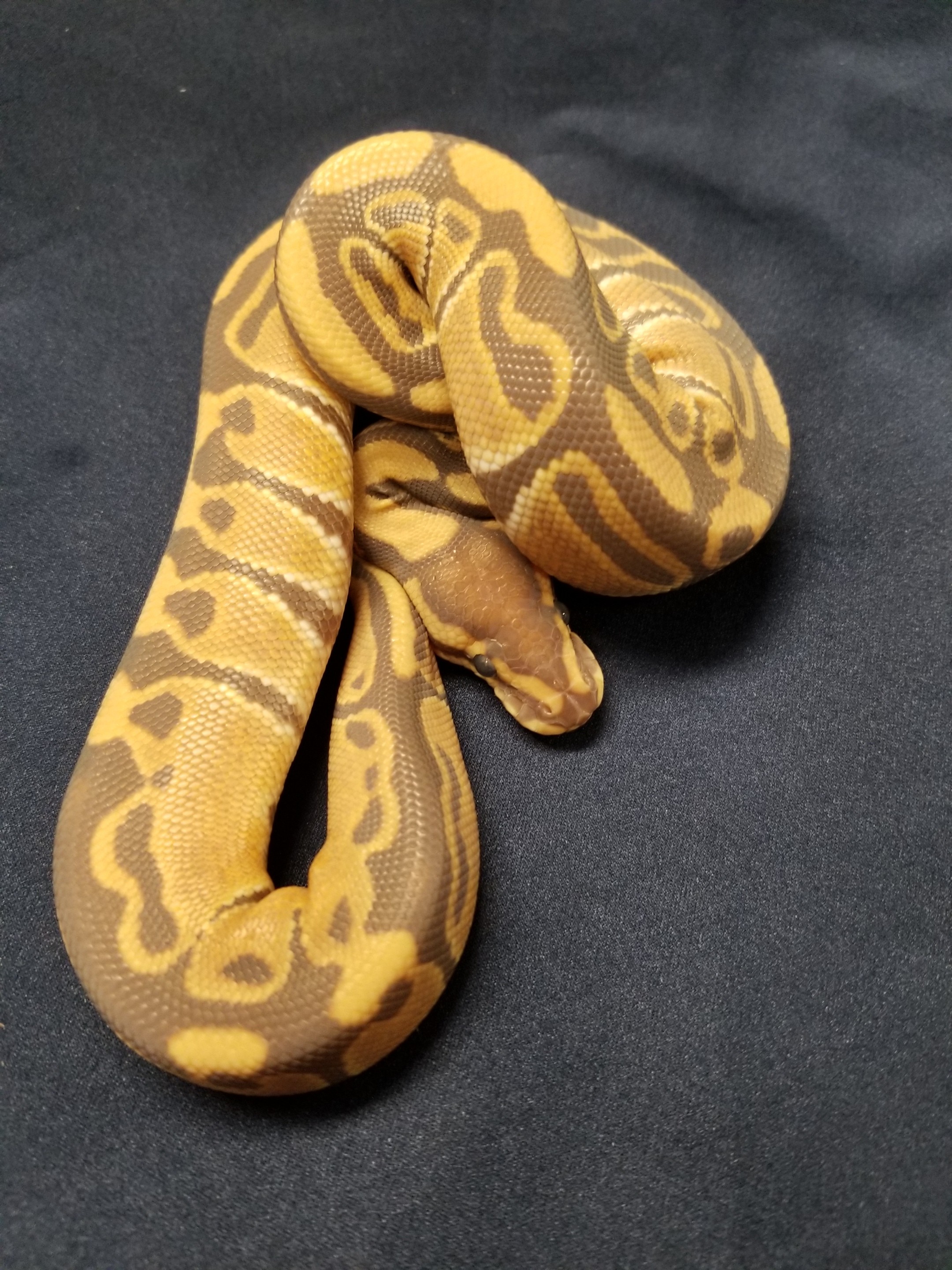 Monarch Ball Python by Tom Harbin Reptiles