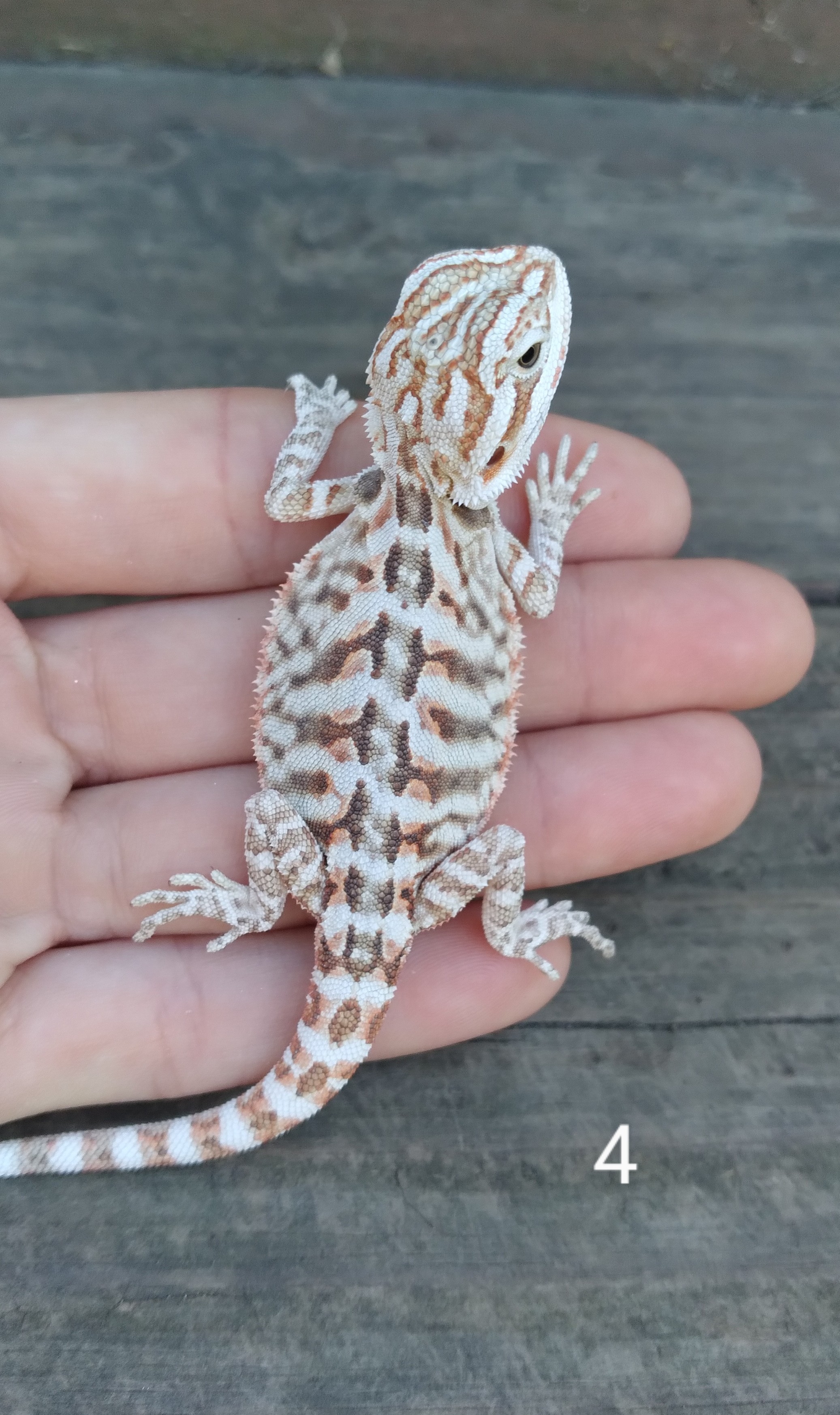 Leatherback Central Bearded Dragon by Dragon Fortress Reptiles
