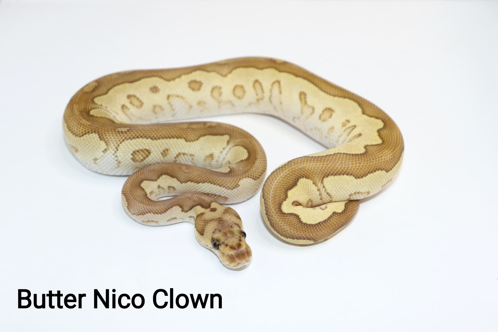 Butter Nico Clown by DNJ Pythons
