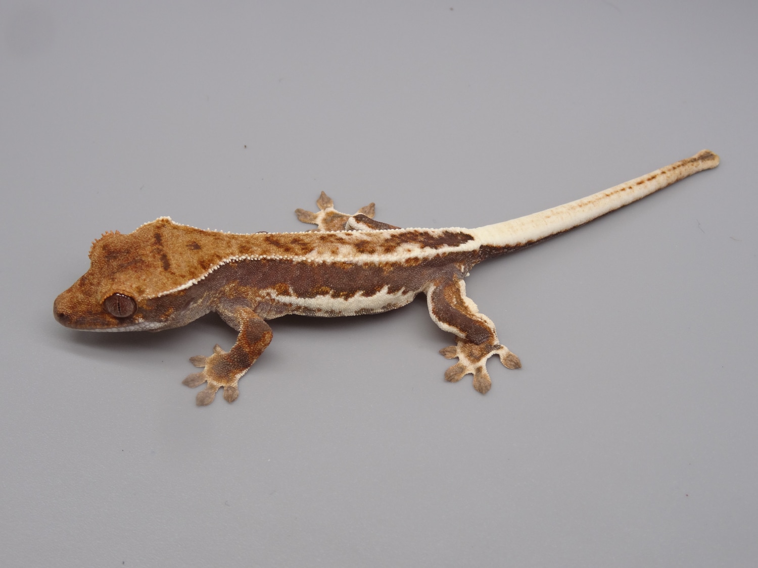 Frappuccino, Harlequin Pinstripe Crested Gecko by ExtremeCresties