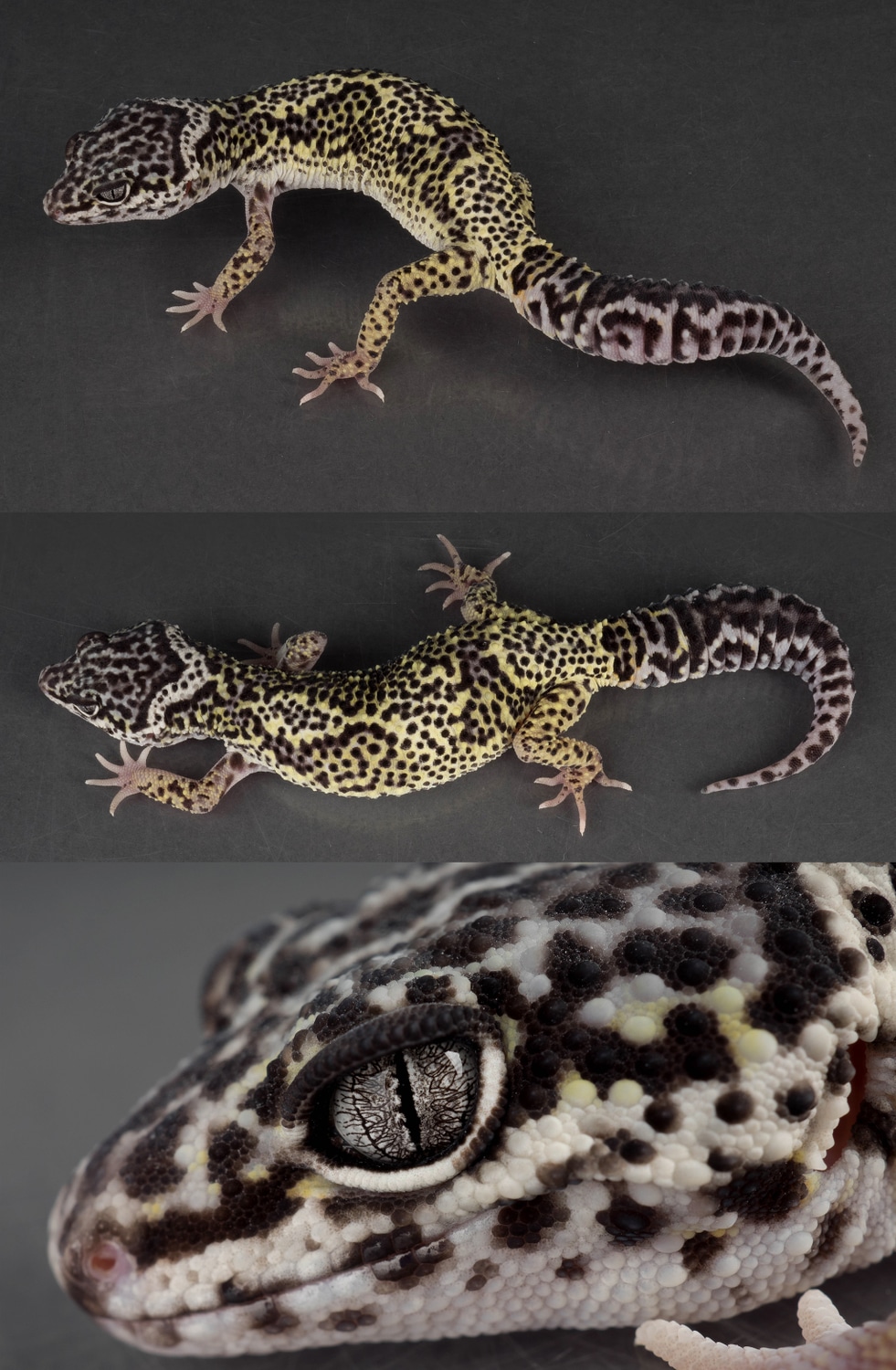 Lemon Frost Black Night Snow Leopard Gecko by Gobble’s Reptiles
