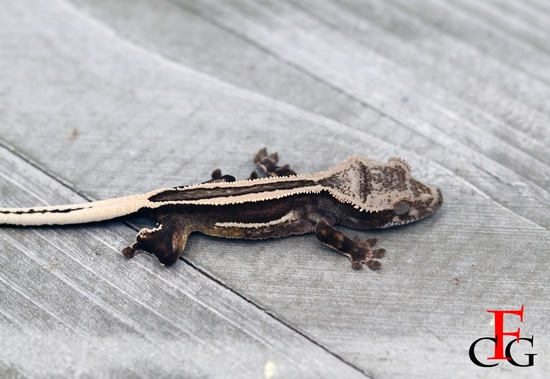 Insane Superstripe Release Crested Gecko by Flawless Crested Geckos & Flawless Exotic Creations