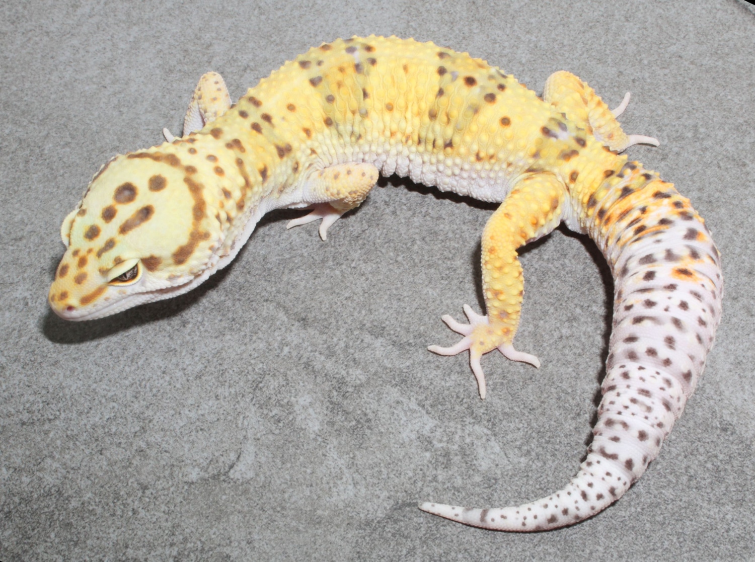 Eclipse 66% Ph Rainwater, & Murphy Patternless Leopard Gecko by Impeccable Gecko