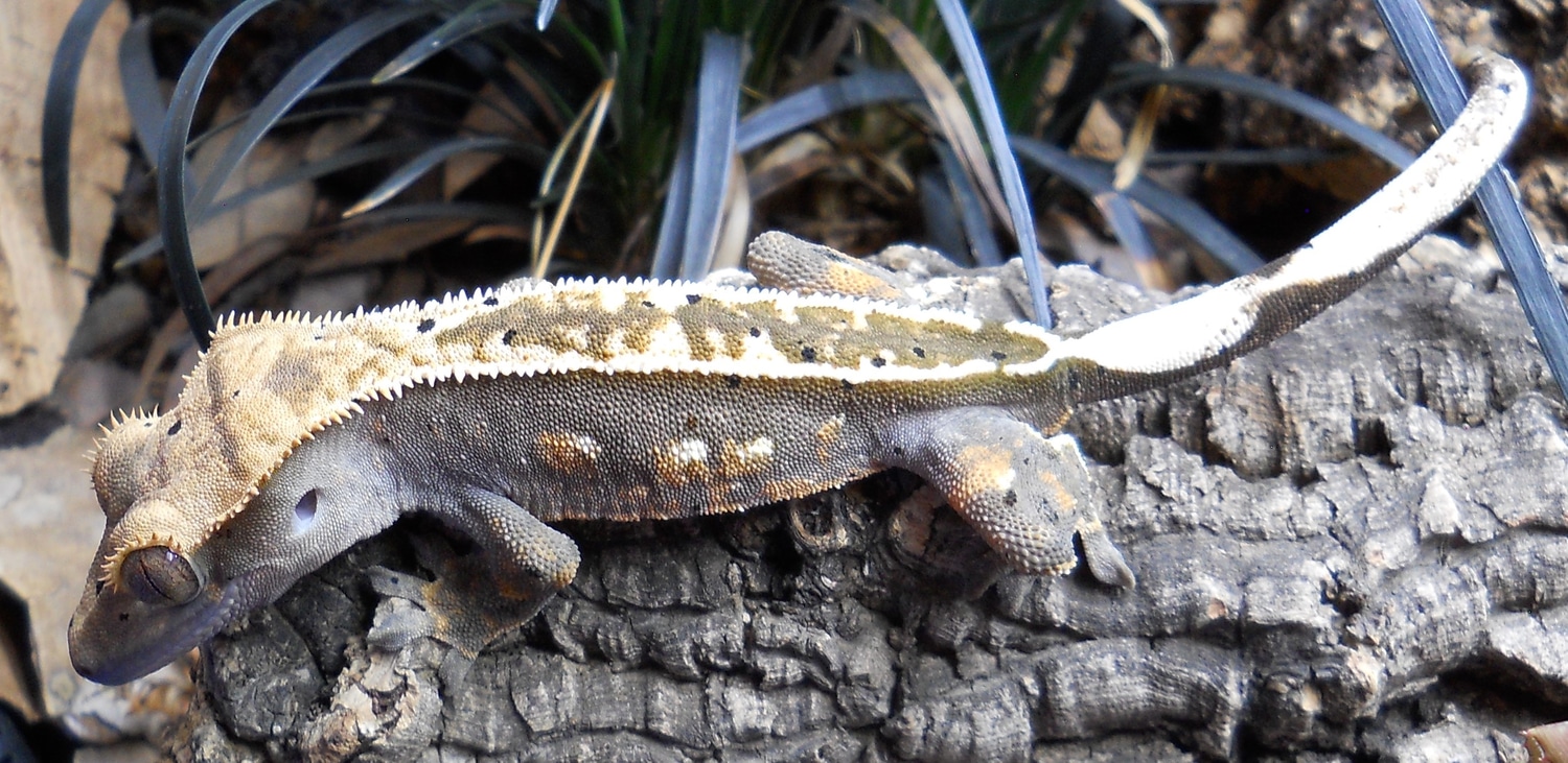 Lavender With Cream And Tangerine Crested Gecko by Misty Legends Geckos