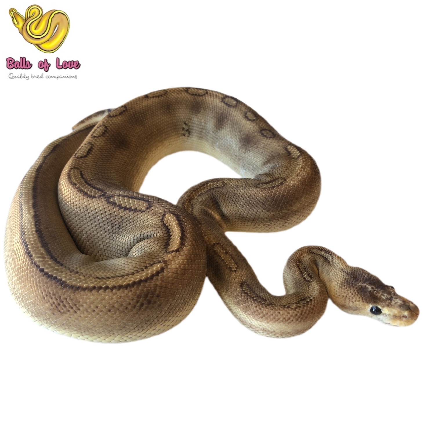 Champagne Ball Python by Balls of Love