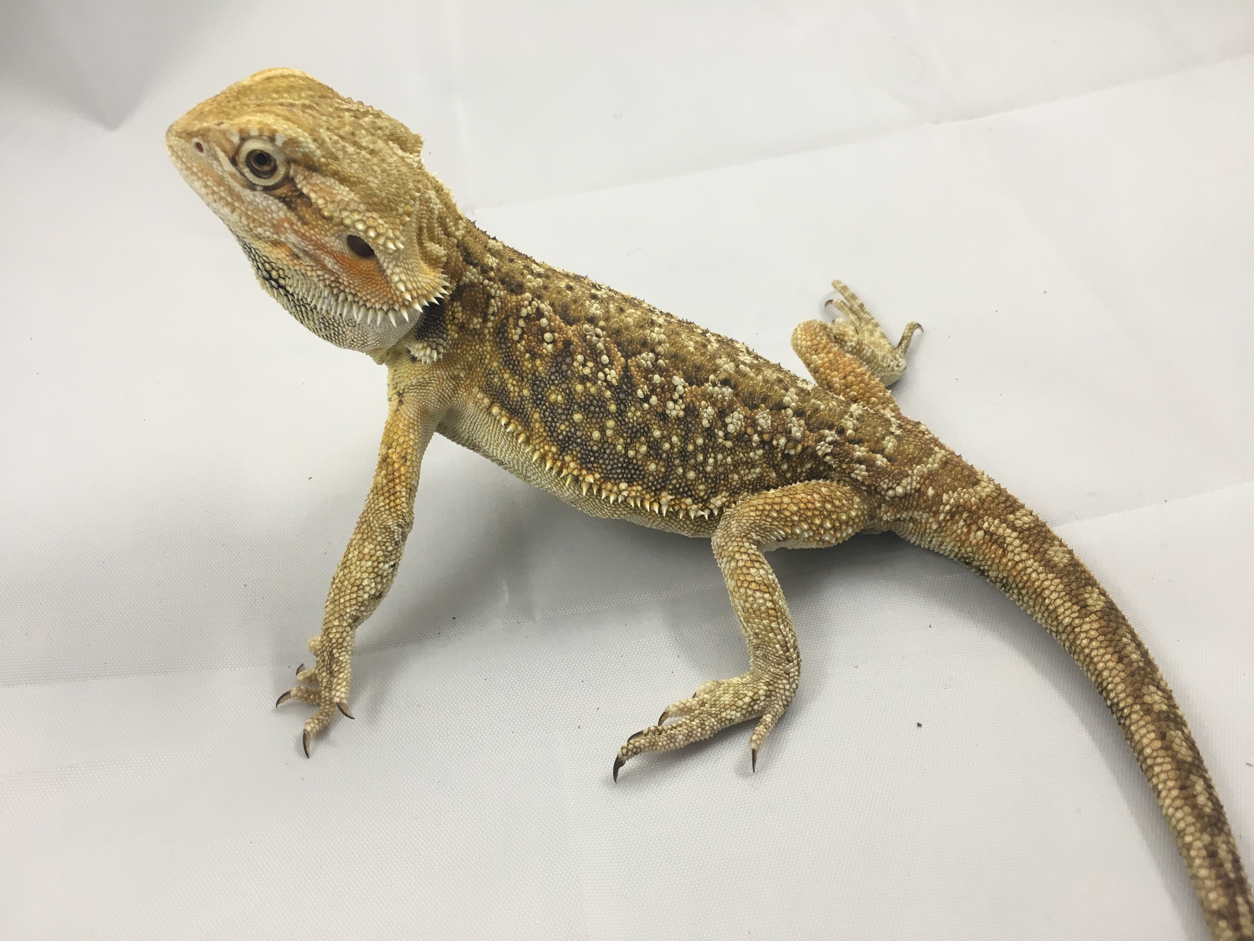 Dunner Central Bearded Dragon by Lone Star Exotic Reptiles LLC