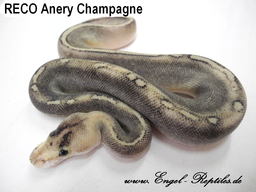 RECO Anery Champagne by Engel Reptiles