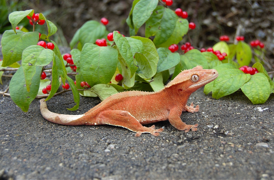 Bicolor Red Crested Gecko by Show Me Gex
