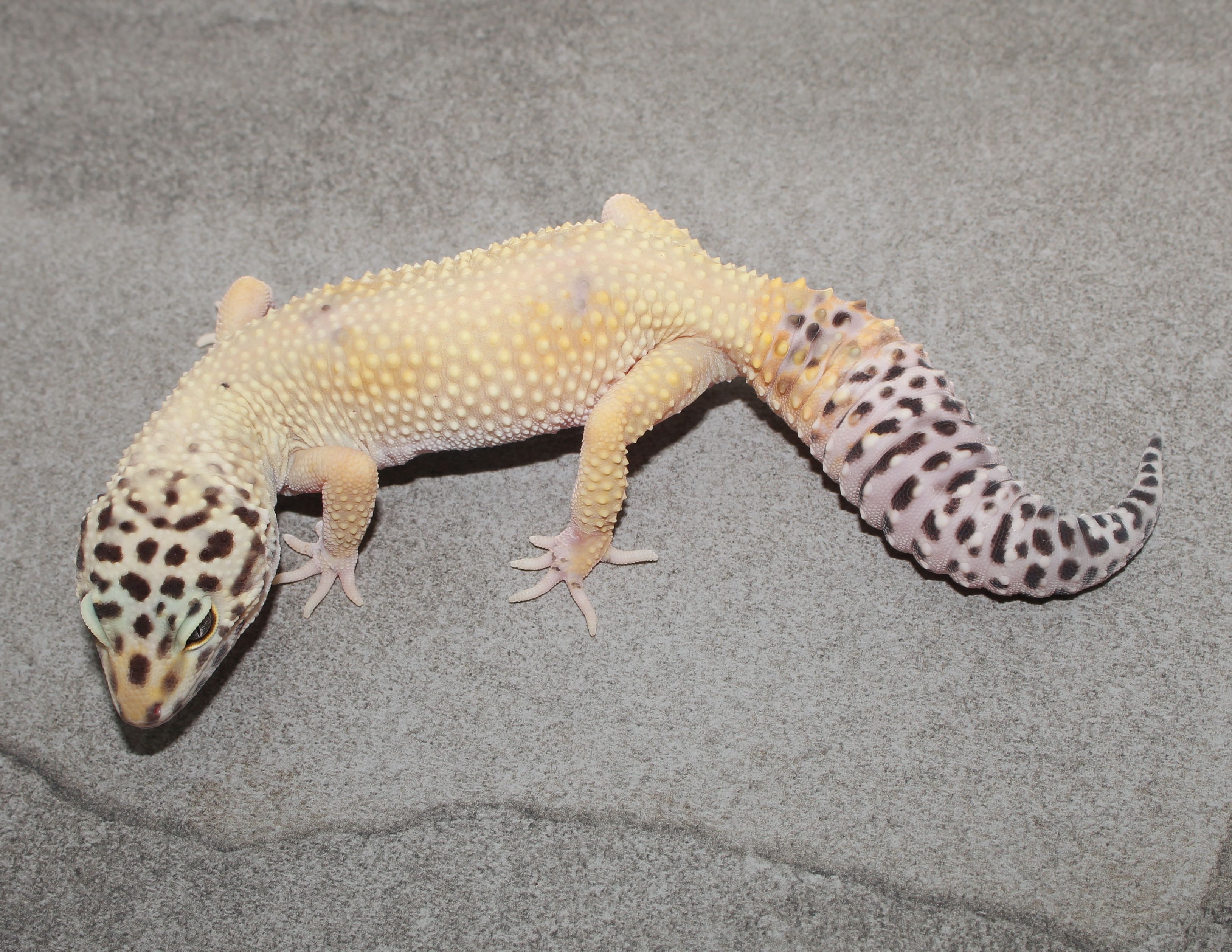 Ghost Leopard Gecko by Impeccable Gecko