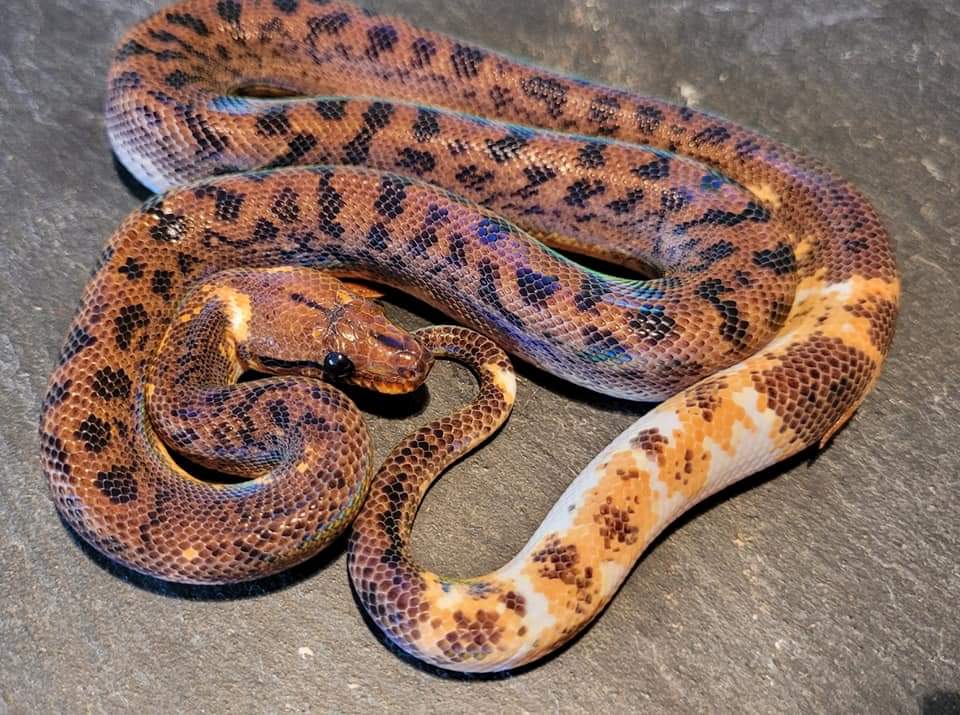 Pied Rainbow Boa by Rolf Reptiles