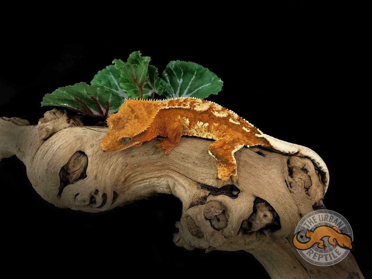 Creamsicle Crested Gecko by The Urban Reptile